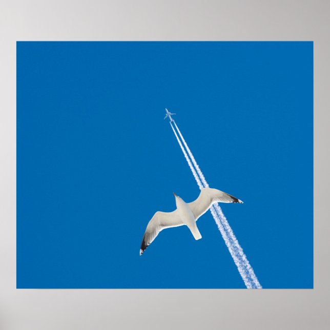 Seagull and aeroplane poster (Front)