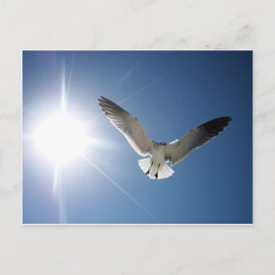 Seagull and Sunligh Postcard