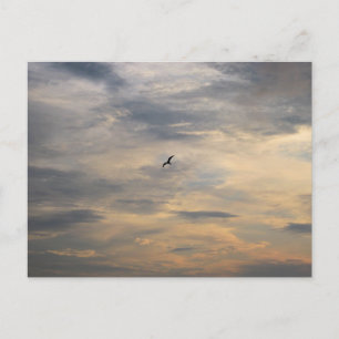 Seagull at Dusk Beach Bird Photography  Postcard