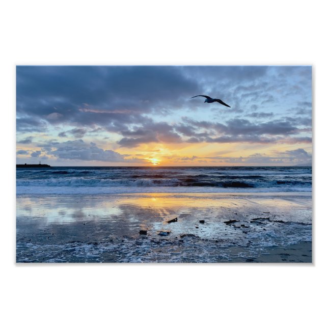 Seagull at Sunset - Venice Beach, CA Photo Print (Front)