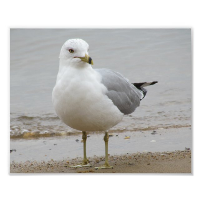 Seagull at the Beach Photo Print 8x10 (Front)