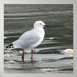 Seagull at the Beach Poster