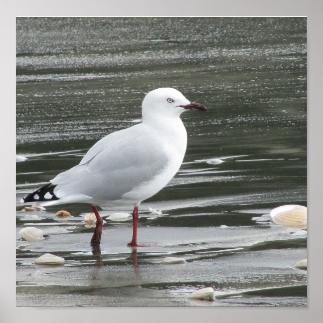 Seagull at the Beach Poster (Front)
