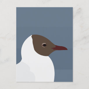 Seagull Bird Gull Seagull  Postcard