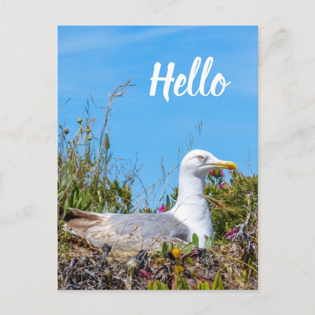 Seagull Bird Hello Postcard (Front)
