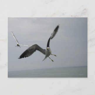 Seagull Bird Postcard