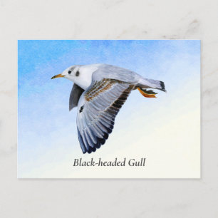 Seagull Bird Watercolor Painting Postcard