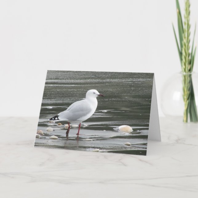 Seagull Birthday Card (Front)