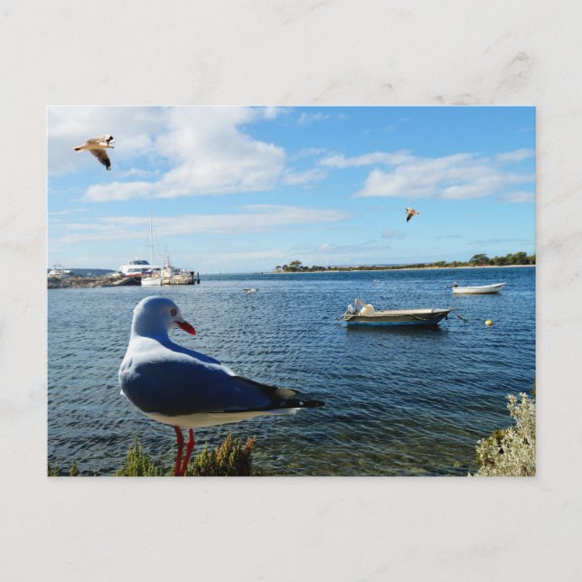 Seagull, Boats And The Ocean,    Postcard (Front)