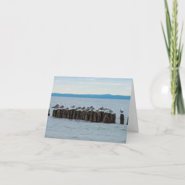 Seagull Breaktime Card (Front)