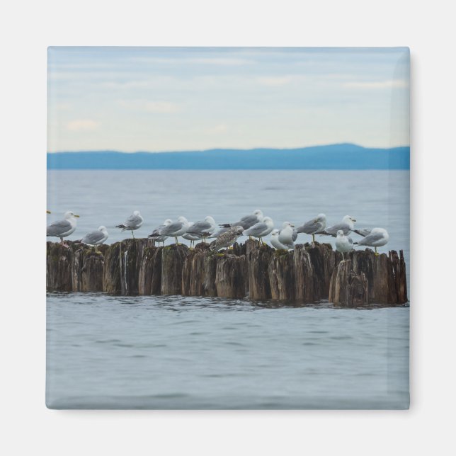 Seagull Breaktime Magnet (Front)