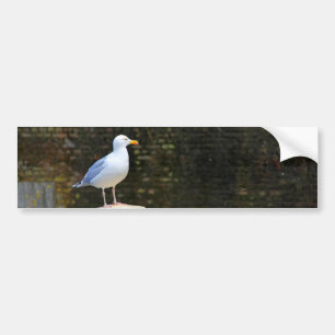 Seagull Bumper Sticker