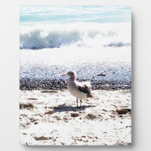 seagull by the ocean on the beach picture plaque