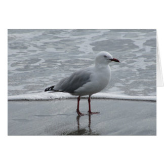 Seagull by the Water