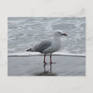 Seagull by the Water Postcard