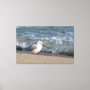 Seagull Canvas Print