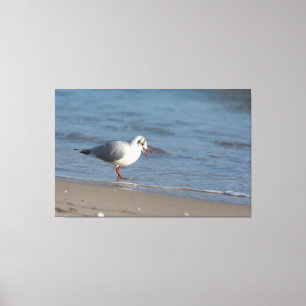 Seagull Canvas Print