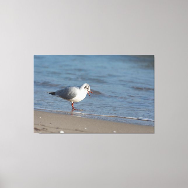 Seagull Canvas Print (Front)