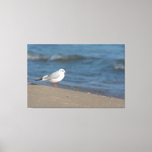 Seagull Canvas Print