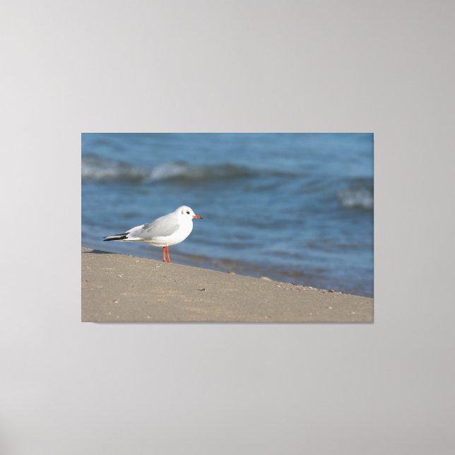Seagull Canvas Print (Front)