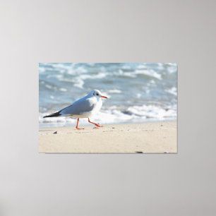 Seagull Canvas Print