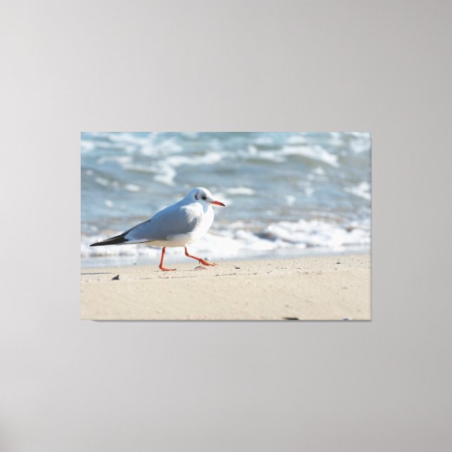 Seagull Canvas Print (Front)