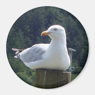 Seagull Circle Photo Magnet