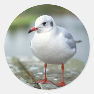 Seagull Classic Round Sticker
