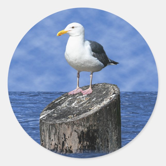 SEAGULL CLASSIC ROUND STICKER (Front)