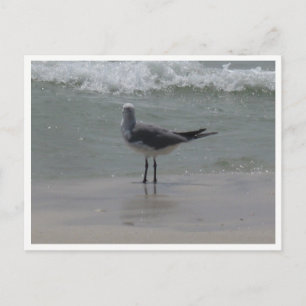Seagull – Coastal Wildlife Photography Postcard