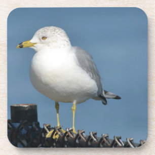Seagull Coaster