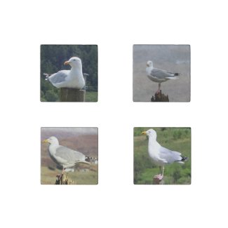 Seagull Collection Stone Magnet