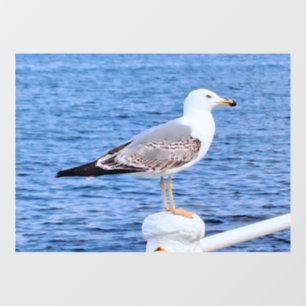 Seagull Constanta Romania – Black Sea Photography Window Cling