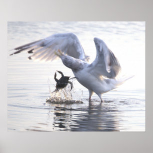 Seagull Crab Fishing Photo Poster