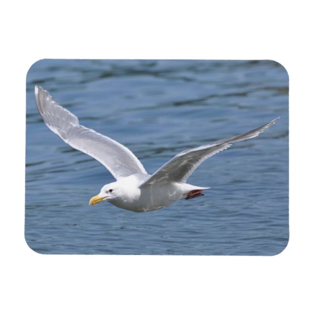 Seagull Cruising over Water Magnet (Horizontal)