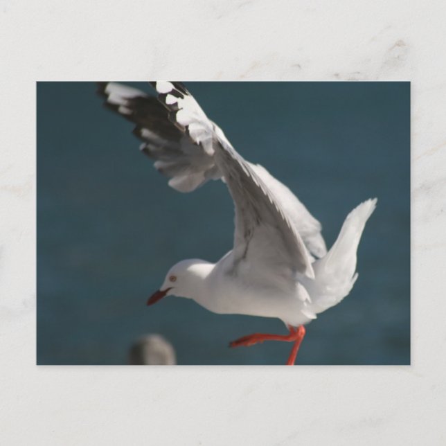 seagull dance postcard (Front)