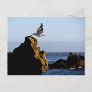 Seagull Departs Postcard