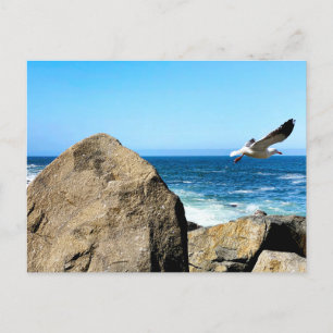 Seagull Departs  Postcard