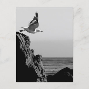 Seagull Departs Postcard
