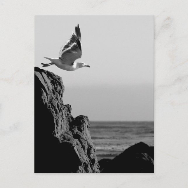 Seagull Departs  Postcard (Front)