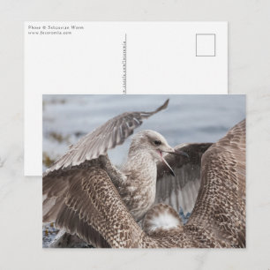 Seagull Fight Postcard