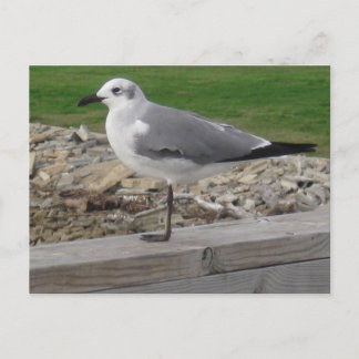Seagull Fine Art Original Beach Photography Postcard