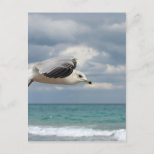 Seagull Flight Postcard