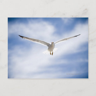 Seagull flying, Morocco Postcard
