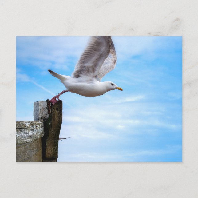 Seagull flying off a boat postcard (Front)