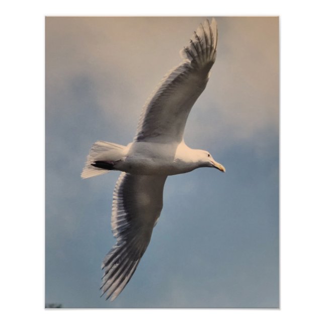 Seagull flying Photo Enlargement Print (Front)