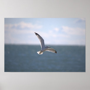 Seagull Flying Photo Poster