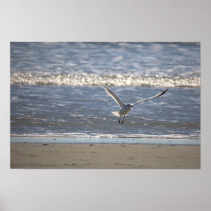 Seagull Flying Photo Poster