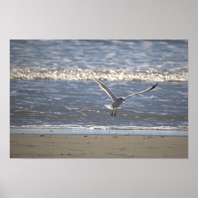Seagull Flying Photo Poster (Front)