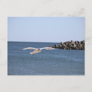 Seagull Flying Postcard